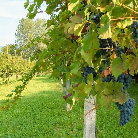 Marta * 아라멩고